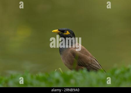 Gewöhnlicher Myna-Vogel aus der Nähe in einem Park Stockfoto