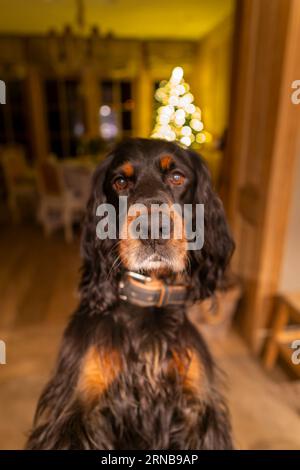 Gordon Setter Hundeporträt Stockfoto