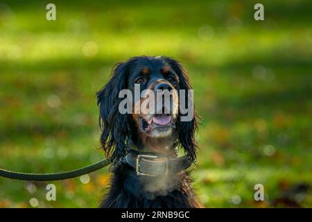 Gordon Setter Hundeporträt Stockfoto