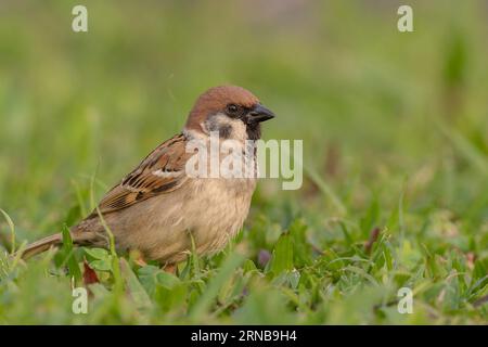 Eurasischer Baumsperling im Gras Stockfoto