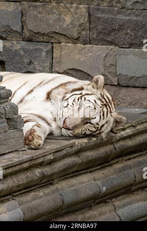 Weißer Tiger schlafen Stockfoto