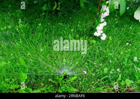 Sammer im Garten. Automatische Bewässerung des grünen Rasens Stockfoto