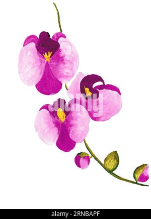 Handzeichnung Orchideenblume, Aquarellzeichnung Stockfoto