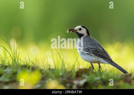 Weißer Bachschwanz mit Insekten im Schnabel Stockfoto