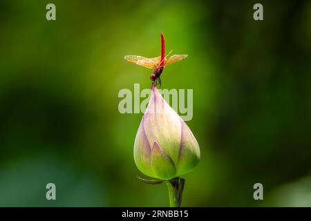 Libelle auf der Lotusblume Stockfoto