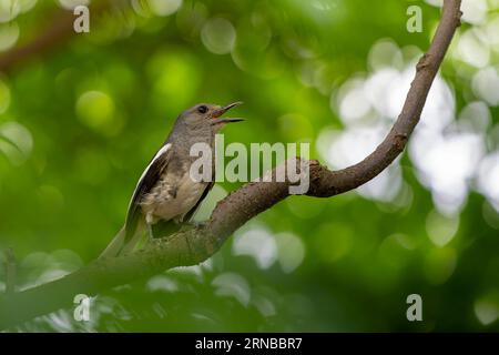 Orinetal-Elster--robin am Ast Stockfoto