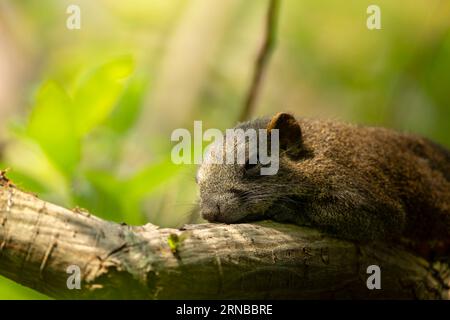 Pallas Eichhörnchen im Park von Taipei, Rotbauchhörnchen Stockfoto