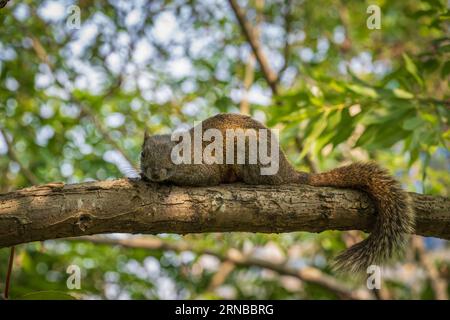 Pallas Eichhörnchen im Park von Taipei, Rotbauchhörnchen Stockfoto