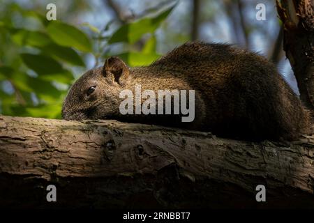 Pallas Eichhörnchen im Park von Taipei, Rotbauchhörnchen Stockfoto