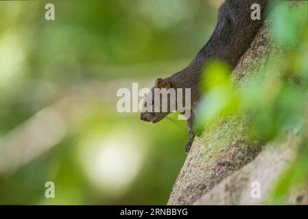 Pallas Eichhörnchen im Park von Taipei, Rotbauchhörnchen Stockfoto