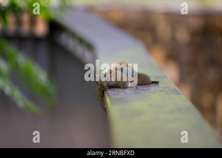 Pallas Eichhörnchen im Park von Taipei, Rotbauchhörnchen Stockfoto