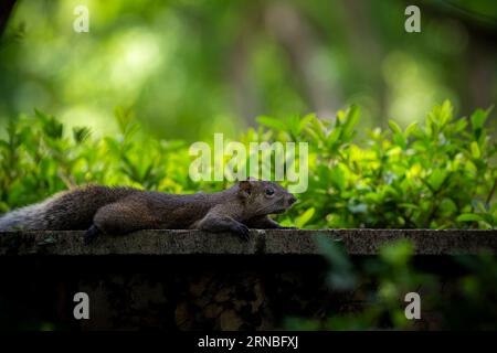 Pallas Eichhörnchen im Park von Taipei, Rotbauchhörnchen Stockfoto