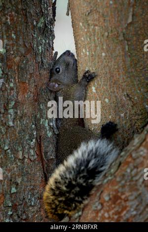 Pallas Eichhörnchen im Park von Taipei, Rotbauchhörnchen Stockfoto