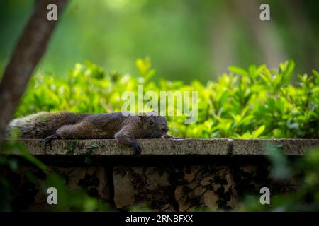 Pallas Eichhörnchen im Park von Taipei, Rotbauchhörnchen Stockfoto