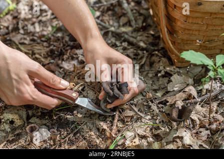 Eine Frau, die nach schwarzen Trompetenpilzen mit Messer und Korb sucht Stockfoto