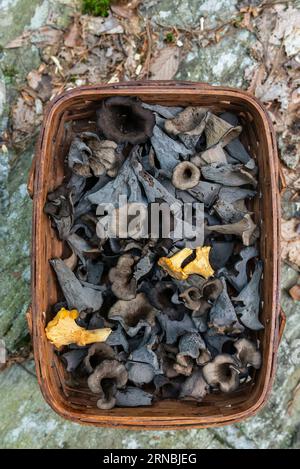 Ein Korb mit geernteten schwarzen Trompeten und gelben Pfifferlingen im Wald Stockfoto