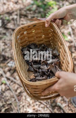 Hände halten ein Pilzmesser und einen Korb mit schwarzen Trompetenpilzen Stockfoto