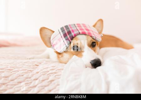 Corgi im rosa Bett liegend mit Schlafmaske über den Augen schauend Stockfoto