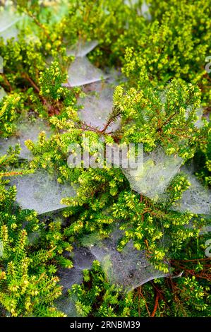 Am ersten Morgen des meteorologischen Herbstes hat sich Feuchtigkeit in den frühen Morgenstunden auf Spinnweben an Heidepflanzen gesammelt. Stockfoto