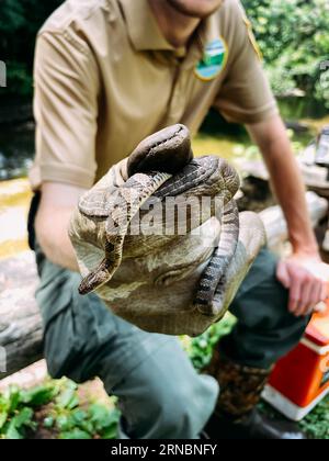 Park Ranger hält eine gemeinsame Wasserschlange im Bildungsprogramm Stockfoto