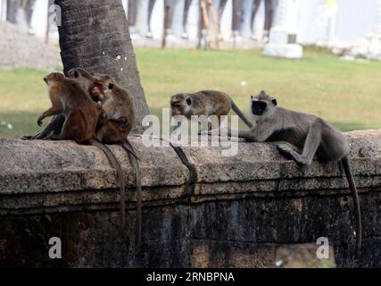 (160310) -- COLOMBO, 10. März 2016 -- Affen treffen sich am 9. März 2016 in Sri Lanka in der Nähe einer historischen Stätte in der Heiligen Stadt Anuradhapura, einer UNESCO-Weltkulturerbestätte der Vereinten Nationen für Bildung, Wissenschaft und Kultur. ) SRI LANKA-ANURADHAPURA-AFFEN LixPeng PUBLICATIONxNOTxINxCHN 160310 Colombo 10. März 2016 Affen versammeln sich IN der Nähe einer historischen Stätte in der Heiligen Stadt Anuradhapura, einer Bildungs- und Kulturorganisation der Vereinten Nationen, UNESCO-Weltkulturerbe in Sri Lanka AM 9. März 2016 Sri Lanka Anuradhapura Affen LixPeng PUICATIONxNOTxCHINxCHN Stockfoto