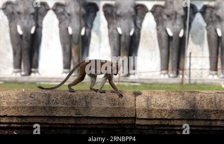 (160310) -- COLOMBO, 10. März 2016 -- Ein Affe wird am 9. März 2016 in Sri Lanka in der Nähe einer historischen Stätte in der Heiligen Stadt Anuradhapura, einer UNESCO-Weltkulturerbestätte der Vereinten Nationen für Bildung, Wissenschaft und Kultur, gesehen. ) SRI LANKA-ANURADHAPURA-AFFEN LixPeng PUBLICATIONxNOTxINxCHN 160310 Colombo 10. März 2016 ein Affe IST Seen in der Nähe einer historischen Stätte in der Heiligen Stadt ANURADHAPURA ein UNESCO-Weltkulturerbe der Vereinten Nationen in Sri Lanka AM 9. März 2016 Sri Lanka Anuradhapura Affen LixPeng PUBLICATIONxTCHN Stockfoto