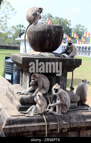 (160310) -- COLOMBO, 10. März 2016 -- Affen treffen sich am 9. März 2016 in Sri Lanka in der Nähe einer historischen Stätte in der Heiligen Stadt Anuradhapura, einer UNESCO-Weltkulturerbestätte der Vereinten Nationen für Bildung, Wissenschaft und Kultur. ) SRI LANKA-ANURADHAPURA-AFFEN LixPeng PUBLICATIONxNOTxINxCHN 160310 Colombo 10. März 2016 Affen versammeln sich IN der Nähe einer historischen Stätte in der Heiligen Stadt Anuradhapura, einer Bildungs- und Kulturorganisation der Vereinten Nationen, UNESCO-Weltkulturerbe in Sri Lanka AM 9. März 2016 Sri Lanka Anuradhapura Affen LixPeng PUICATIONxNOTxCHINxCHN Stockfoto