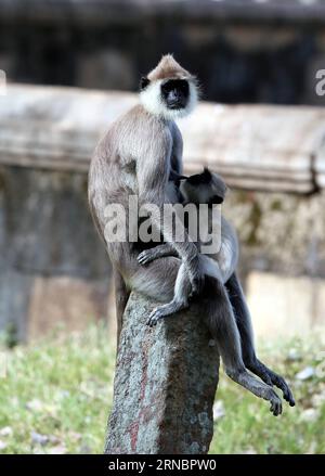 (160310) -- COLOMBO, 10. März 2016 -- Ein Affe mit einem Jungtier wird am 9. März 2016 in Sri Lanka in der Nähe einer historischen Stätte in der Heiligen Stadt Anuradhapura, einer UNESCO-Weltkulturerbestätte der Vereinten Nationen für Bildung, Wissenschaft und Kultur, gesehen. ) SRI LANKA-ANURADHAPURA-AFFEN LixPeng PUBLICATIONxNOTxINxCHN 160310 Colombo 10. März 2016 ein Affe mit einem JUNGTIER IST Seen in der Nähe einer historischen Stätte in der Heiligen Stadt Anuradhapura eine UNESCO-Weltkulturerbestätte der Vereinten Nationen für Bildung, Wissenschaft und Kultur in Sri Lanka AM 9. März 2016 Sri Lanka Anuradhapura Affen LixPeng Stockfoto