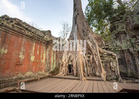 Riesige Baumwurzeln bedecken den Ta Prohm Tempel in Angkor Wat und cla Stockfoto