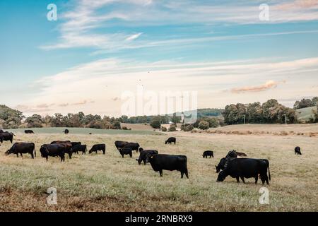 Schwarze Kühe, die auf einem Feld grasen Stockfoto