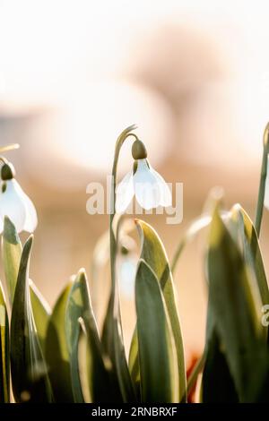 Makrobild einer Schneetropfenblume in der Morgensonne Stockfoto