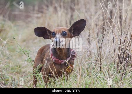 Alter roter Dackelhund auf dem Feld mit großen Ohren Stockfoto