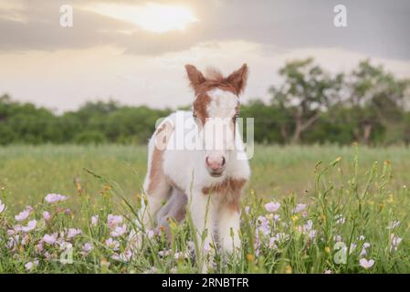 Paint Horse Fohlen Im Wildflower Field Stockfoto