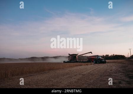 Mähdrescher und Traktor ernten Sojabohnenfeld bei Sonnenuntergang Stockfoto