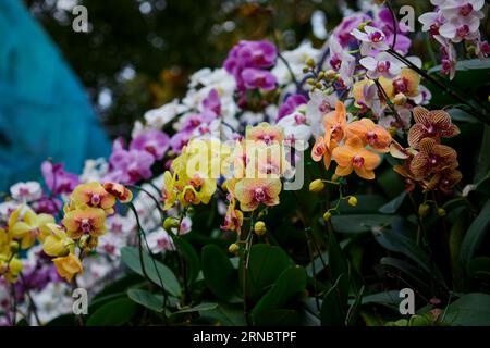 Multicolord der Phalaenopsis-Blüte im Garten Stockfoto