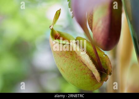 Nahaufnahme der nepenthes-Ampullaria-Pflanze Stockfoto