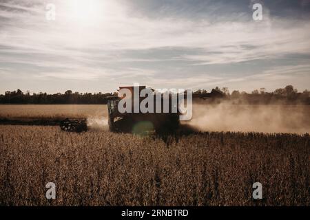 Kombinieren Sie die Ernte von Sojabohnen am Herbstabend mit Sonnenbrand Stockfoto