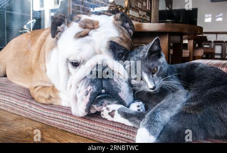 KATZE UND HUND - BESTE FREUNDE - TIERLEBEN - SICH GEGENSEITIG KÜMMERN - HUND UND KATZE IN EINEM WONDOW SHOP © FOTOGRAFIE : F.BEAUMONT Stockfoto