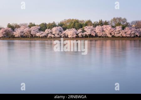 Kirschblüten im Tidal Basin in Washington, D.C. Stockfoto