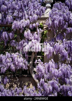 Violette Glysterienblüten klettern im Frühjahr auf das Gartengitter. Stockfoto