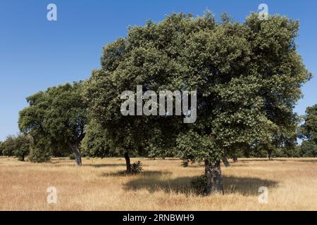 Weide in Salamanca, Castilla y Leon, Spanien Stockfoto