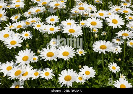 Nahaufnahme des Feldes der weißen Gänseblümchen Stockfoto