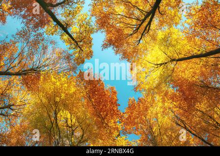 Blick aus der Vogelperspektive in einen farbenfrohen Wald, das lebhafte Baumkronendach mit herbstlichen Laubfarben und blauem Himmel Stockfoto