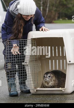 (160313) -- PEKING, 13. März 2016 -- Ein Mitarbeiter des Marine Mammal Rescue Center des Vancouver Aquarium entlässt einen Robbenjungen in Vancouver, Kanada, am 8. März 2016. Der Robbenjunge wurde im Dezember letzten Jahres vom Vancouver Aquarium gerettet, nachdem er schwere Verletzungen durch Meeresschutt erlitten hatte. ) WÖCHENTLICHE AUSWAHL VON XINHUA FOTO LiangxSen PUBLICATIONxNOTxINxCHN Peking 13. März 2016 ein Mitarbeiter des Navy Mammal Rescue Center des Vancouver Aquarium veröffentlicht einen Seal Welpen zum Ozean in Vancouver Kanada 8. März 2016 The Seal Welpen, der durch das Vancouver Aquarium Load Dezember gerettet wurde Stockfoto