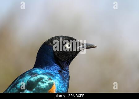 Lamprotornis hildebrandti Stockfoto