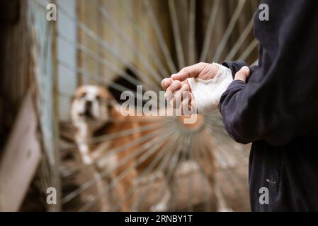 Der Rüde Alabai hat dem Mann die Hand gebissen. Verbandshand nach Hundebisskonzept zur Tierpflege und Tollwutprävention Stockfoto