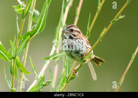 Ein ausgewachsener Singspatzen-Vogel, Melospiza Melodia, auf einem Ast Stockfoto