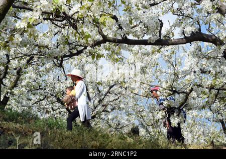 (160318) -- WEISHAN, 18. März 2016 -- Dorfbewohner spazieren zwischen Birnenblüten in der Ma anshan Township von Weishan Yi und Hui Autonomous County, südwestchinesische Provinz Yunnan, 17. März 2016. ) (Ry) CHINA-YUNNAN-BIRNENBLÜTEN (CN) ChenxHaining PUBLICATIONxNOTxINxCHN Weishan 18. März 2016 Dorfbewohner gehen inmitten von Birnenblüten IN MA Anshan Township von Weishan Yi und Hui Autonomous County Südwest China S Yunnan Province März 17 2016 Ry China Yunnan Pear Blossaining PICxHNCN ChenBLxHIxN Stockfoto