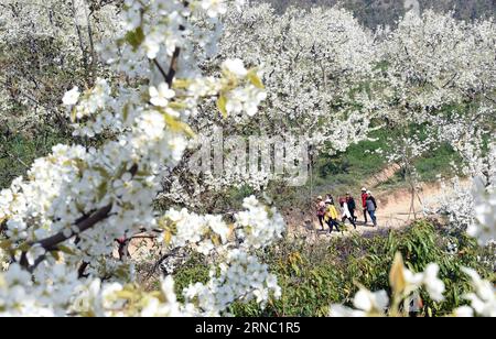 (160318) -- WEISHAN, 18. März 2016 -- Dorfbewohner spazieren zwischen Birnenblüten in der Ma anshan Township von Weishan Yi und Hui Autonomous County, südwestchinesische Provinz Yunnan, 17. März 2016. ) (Ry) CHINA-YUNNAN-BIRNENBLÜTEN (CN) ChenxHaining PUBLICATIONxNOTxINxCHN Weishan 18. März 2016 Dorfbewohner gehen inmitten von Birnenblüten IN MA Anshan Township von Weishan Yi und Hui Autonomous County Südwest China S Yunnan Province März 17 2016 Ry China Yunnan Pear Blossaining PICxHNCN ChenBLxHIxN Stockfoto