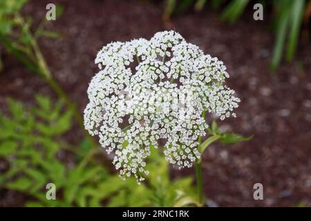 Pink Greater burnet-Saxophonie Stockfoto